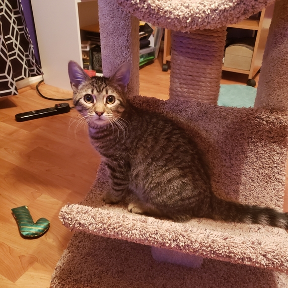 Meet your Posher, Abigail - Picture 3 of 5